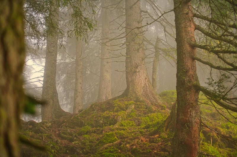 Forest Romance